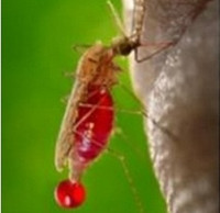Používání repelentů ochrání před západonilskou horečkou, horečkou dengue a chikungunya